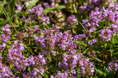 Çiçekli kokulu Thymus Serpilllum, Breckland yabani kekik, sürünen kekik, ya da elf kekik yakın çekim, makro fotoğraf. Güneşli bir günde tarlada güzel yiyecekler ve tıbbi bitkiler