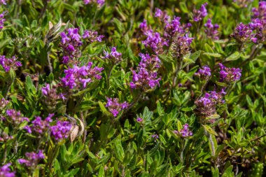 Çiçekli kokulu Thymus Serpilllum, Breckland yabani kekik, sürünen kekik, ya da elf kekik yakın çekim, makro fotoğraf. Güneşli bir günde tarlada güzel yiyecekler ve tıbbi bitkiler
