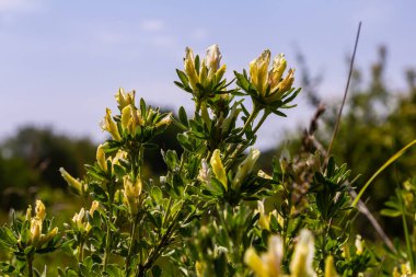 In the spring Chamaecytisus ruthenicus blooms in the wild.