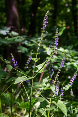 Scutellaria galericulata bitkisi vahşi doğada yetişir..