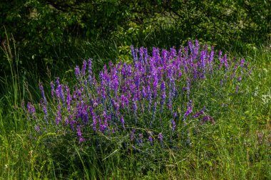 Vetch, vicia cracca değerli bal bitkisi, yem ve tıbbi bitki. Kırılgan mor çiçek arkaplanı. Yünlü ya da Fodder Vetch bahar bahçesinde çiçek açar..