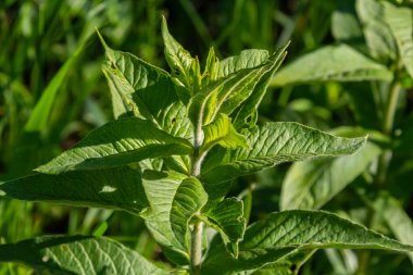 Mentha, nane olarak da bilinir, çay, yiyecek ve diğer içecekler için baharat olarak kullanılır..