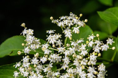 Çiçek tomurcukları ve siyah yaşlı bahar, Sambucus nigra, çiçekler.