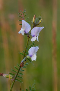 Vicia sativa 'nın çiçeği ya da Vişne çiçeği ya da bahçe veçesi kırmızı çiçek ya da karabiberin çiçeği ya da basitçe vişne.