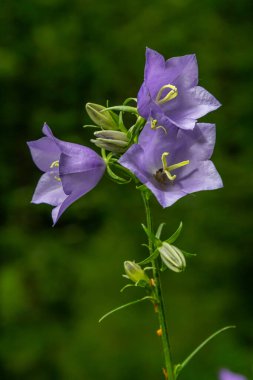 Campanula latifolia çiçeği, geniş yapraklı çan çiçeği, urple, botanik ormanı çayırı, bahar çiçekli bitki ormanı, doğa makro fotoğrafı..