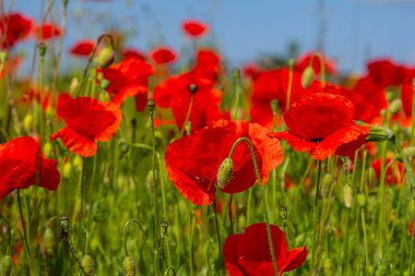 Papaver rhoeas veya yaygın gelincik, Papaveraceae familyasından kırmızı yapraklı yıllık otçul bitkidir..