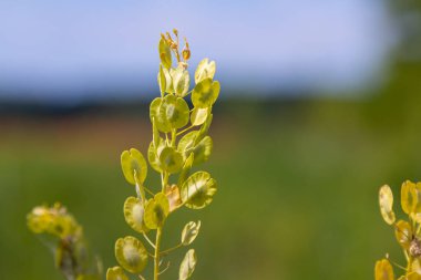 Doğada, Thlaspi arvense yabani otların arasında yetişir..