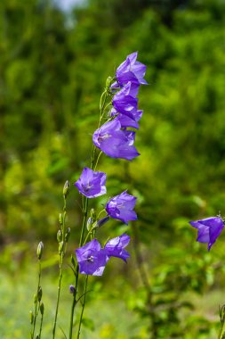 Campanula latifolia çiçeği, geniş yapraklı çan çiçeği, urple, botanik ormanı çayırı, bahar çiçekli bitki ormanı, doğa makro fotoğrafı..