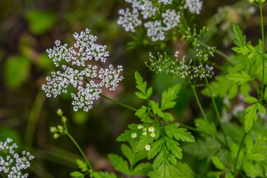 Chaerophyllum aureum Altın Chervil Altın Chervil.