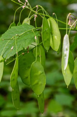 Bahçedeki Yeşil Lunaria bitkisi. Lunaria Annua, dürüstlük ya da yıllık dürüstlük..