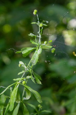 Galium aparininin tohum ve yaprakları veya yapışkan tomurcuk bitkisi.
