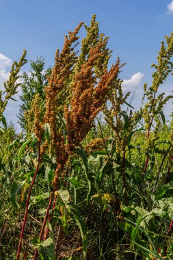 Rumex Konferansı 'nın bir parçası. Kökünde kuru tohumlarla vahşi doğada yetişiyor..