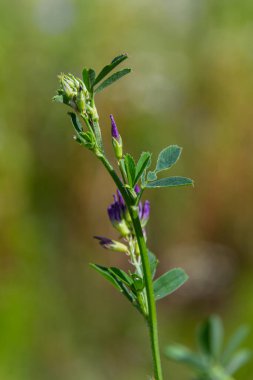Tarlada yonca çiçekleri. Tıbbi sativa..