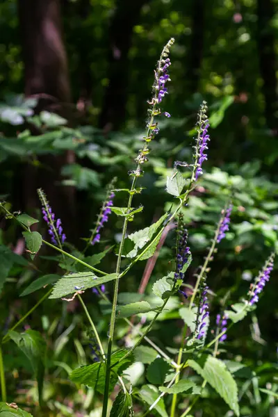 Scutellaria galericulata bitkisi vahşi doğada yetişir..