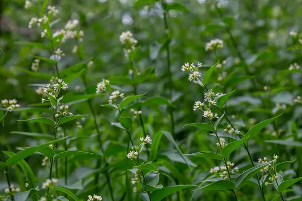 Vincetoxicum hirundinaria. Apocynaceae familyasından beyaz kırlangıç otu..