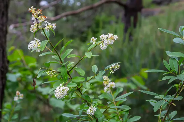 Çiçek açan çalılar sıradan bir özel Ligustrum vulgare..