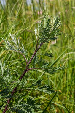 Artemisia vulgaris yaygın mugwort alerjisi çiçekleri.