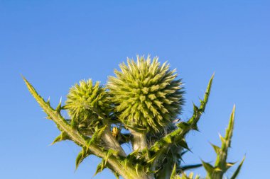 Vahşi doğada, bal bitkisi echinops sphaerocephalus çiçek açar..