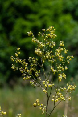 Thalictrum eksi, Küçük Meadow-Rue. Yazın vahşi bitki vuruşu..