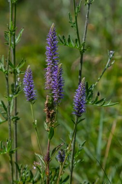 Veronica Spicata Speedwell Syn 'i zehirledi. Pseudolysimachion spicatum, Plantaginaceae familyasından bir bitki türü..