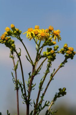 Orman çayırında yabani Jacobaea vulgaris bitkisi. Ragwort, kokuşmuş Willie ya da tansy ragwort olarak bilinir. Yeşil arka planda sarı narin çiçek.