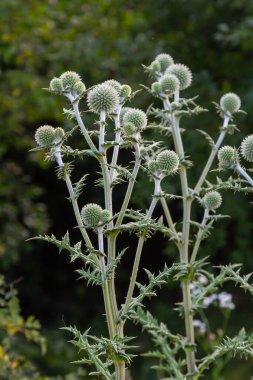 Vahşi doğada, bal bitkisi echinops sphaerocephalus çiçek açar..