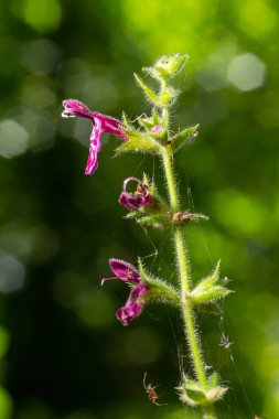 Çiçek açmış bir çitin kenarındaki Woundwort Stachys Sylvatica çiçeğini kapatın..