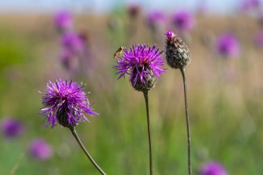 Centaurea scabiosa subsp. apiculata, Centaurea apiculata, Compositae. Wild plant shot in summer.