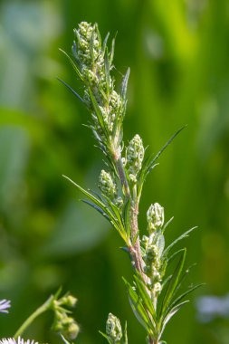 Artemisia vulgaris yaygın mugwort alerjisi çiçekleri.