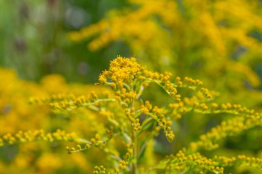 Kanada altın çubuğu, küçük sarı çiçek başları kümesi, yaklaşın. Solidago canadensis ya da brendiae, Asteraceae familyasından uzun ömürlü bir bitki türü..