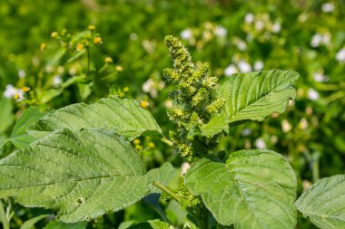 Amaranthus retroflexus, yaygın isimlerinden birine uygun olarak, bir çalı ağacı oluşturur. Neotropik veya Orta ve Doğu Kuzey Amerika 'ya özgü olabilir. Bu bitki farklı bir sebze olarak yenir..