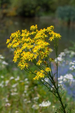 Orman çayırında yabani Jacobaea vulgaris bitkisi. Ragwort, kokuşmuş Willie ya da tansy ragwort olarak bilinir. Yeşil arka planda sarı narin çiçek.