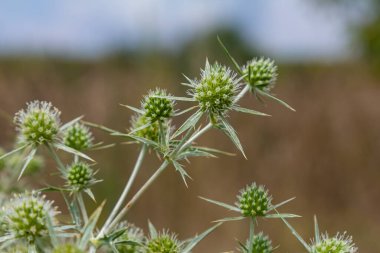 Vahşi doğada eryngo olarak bilinen devedikeni Eryngium kampı yetişir. Tıbbi olarak kullanılan bir Eryngium türüdür..