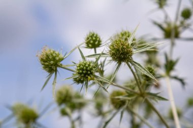 Vahşi doğada eryngo olarak bilinen devedikeni Eryngium kampı yetişir. Tıbbi olarak kullanılan bir Eryngium türüdür..