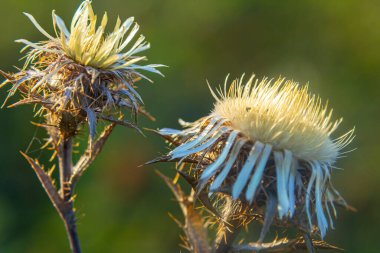 Carlina Biebersteinii doğada bitki yetiştiriyor. Carlina vulgaris ya da Carline devedikeni, Asteraceae Compositae ailesinden. Carlina corymbosa.