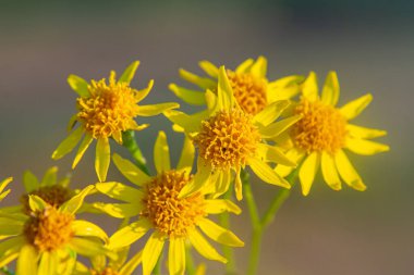 Orman çayırında yabani Jacobaea vulgaris bitkisi. Ragwort, kokuşmuş Willie ya da tansy ragwort olarak bilinir. Yeşil arka planda sarı narin çiçek.