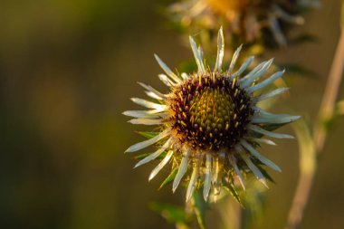 Carlina Biebersteinii doğada bitki yetiştiriyor. Carlina vulgaris ya da Carline devedikeni, Asteraceae Compositae ailesinden. Carlina corymbosa.