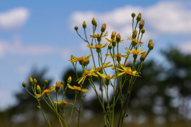 Orman çayırında yabani Jacobaea vulgaris bitkisi. Ragwort, kokuşmuş Willie ya da tansy ragwort olarak bilinir. Yeşil arka planda sarı narin çiçek.