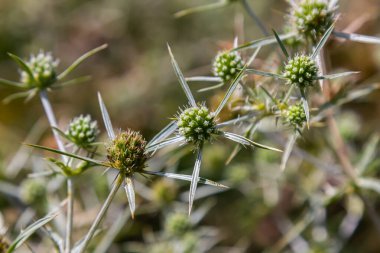 Vahşi doğada eryngo olarak bilinen devedikeni Eryngium kampı yetişir. Tıbbi olarak kullanılan bir Eryngium türüdür..