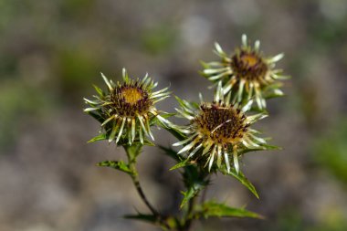 Carlina Biebersteinii doğada bitki yetiştiriyor. Carlina vulgaris ya da Carline devedikeni, Asteraceae Compositae ailesinden. Carlina corymbosa.