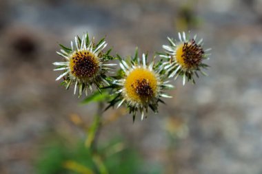 Carlina Biebersteinii doğada bitki yetiştiriyor. Carlina vulgaris ya da Carline devedikeni, Asteraceae Compositae ailesinden. Carlina corymbosa.