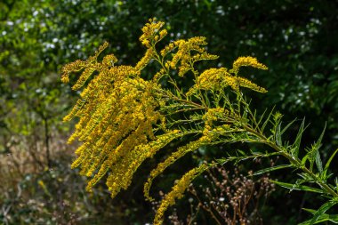 Kanada altın çubuğu, küçük sarı çiçek başları kümesi, yaklaşın. Solidago canadensis ya da brendiae, Asteraceae familyasından uzun ömürlü bir bitki türü..