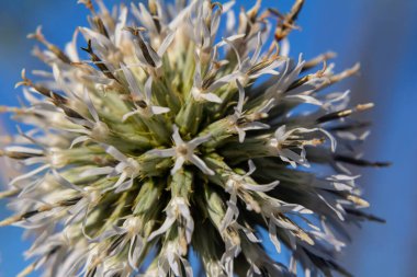 Vahşi doğada, bal bitkisi echinops sphaerocephalus çiçek açar..