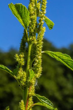 Amaranthus retroflexus, yaygın isimlerinden birine uygun olarak, bir çalı ağacı oluşturur. Neotropik veya Orta ve Doğu Kuzey Amerika 'ya özgü olabilir. Bu bitki farklı bir sebze olarak yenir..