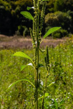 Amaranthus retroflexus, yaygın isimlerinden birine uygun olarak, bir çalı ağacı oluşturur. Neotropik veya Orta ve Doğu Kuzey Amerika 'ya özgü olabilir. Bu bitki farklı bir sebze olarak yenir..