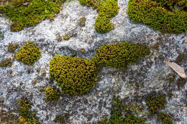Granit yosun, doğada kaya yosunu olarak da bilinir..