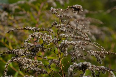 Kanada altın çubuğu, küçük sarı çiçek başları kümesi, yaklaşın. Solidago canadensis ya da brendiae, Asteraceae familyasından uzun ömürlü bir bitki türü..