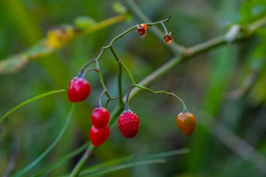 Ağustosta görülen acı-tatlı Solanum dulcamara olarak da bilinen odunsu itüzümü kırmızı meyveleri..