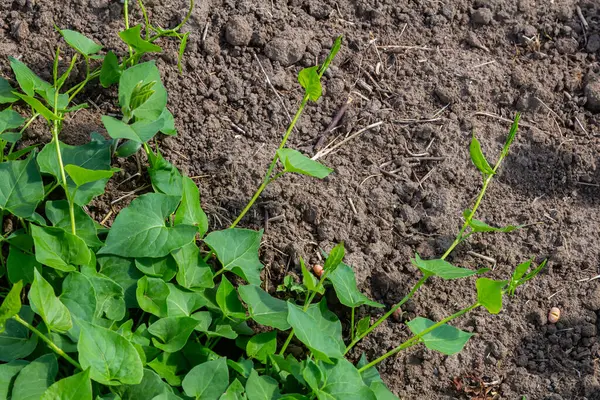 Tarla yosunu ya da Convolvulus arvensis Avrupa bağları sürünen Jenny sarmaşık bitkisi açık ve kapalı, yeşil yapraklarla çevrili..