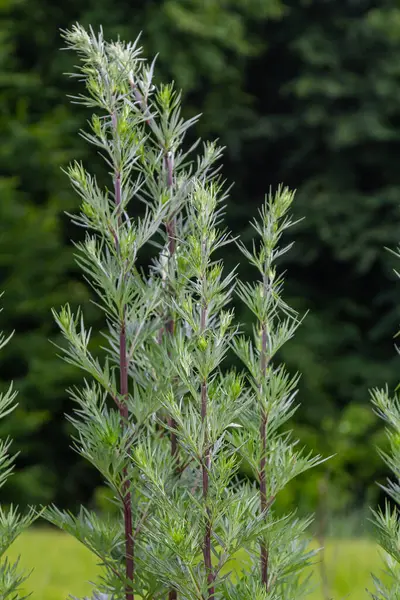Artemisia vulgaris yaygın mugwort alerjisi çiçekleri.